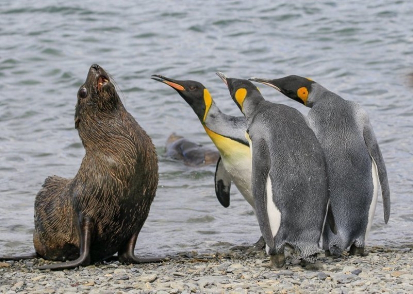 Lo más divertido de los Comedy Wildlife Photography Awards 2018