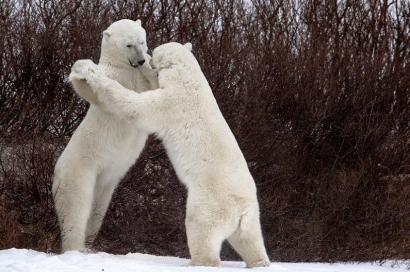 Lo más divertido de los Comedy Wildlife Photography Awards 2018