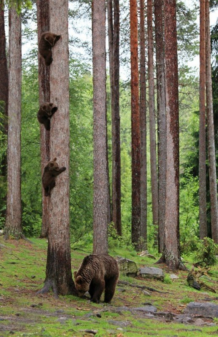Lo más divertido de los Comedy Wildlife Photography Awards 2018