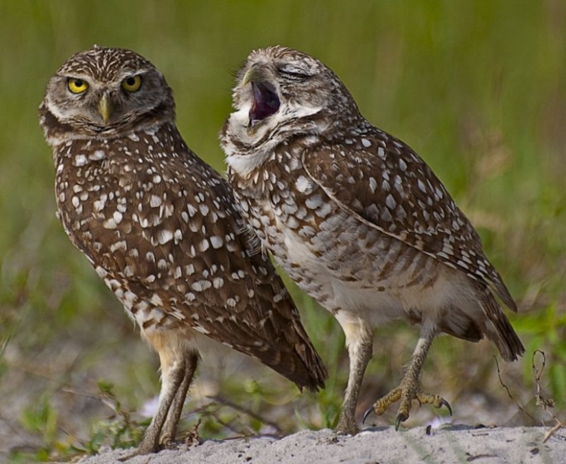 Lo más divertido de los Comedy Wildlife Photography Awards 2018