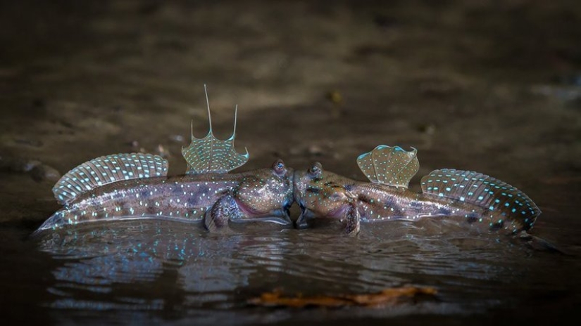 Lo más divertido de los Comedy Wildlife Photography Awards 2018