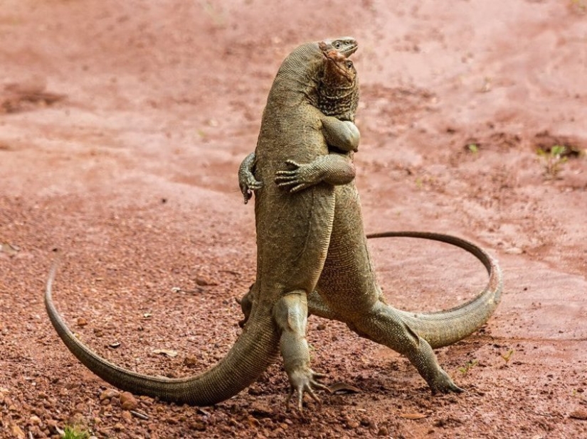 Lo más divertido de los Comedy Wildlife Photography Awards 2018