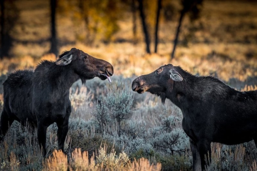 Lo más divertido de los Comedy Wildlife Photography Awards 2018