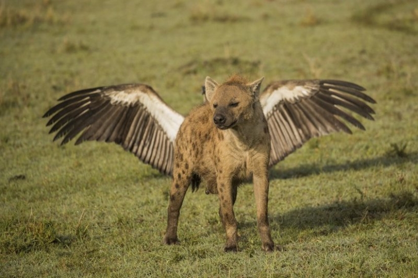 Lo más divertido de los Comedy Wildlife Photography Awards 2018