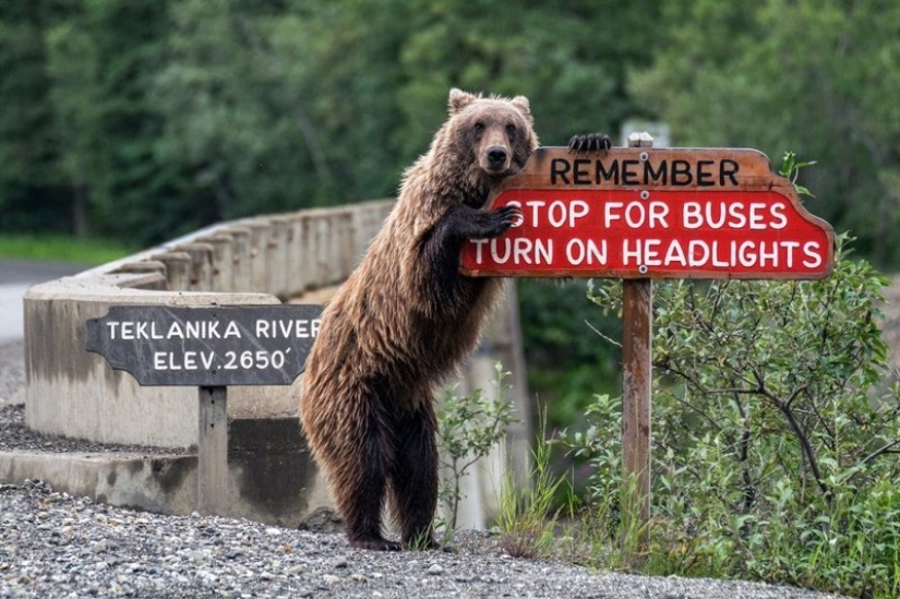 Lo más divertido de los Comedy Wildlife Photography Awards 2018