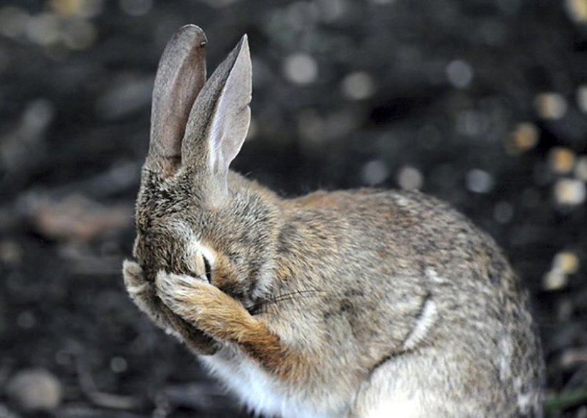 Lo más divertido de los Comedy Wildlife Photography Awards 2018