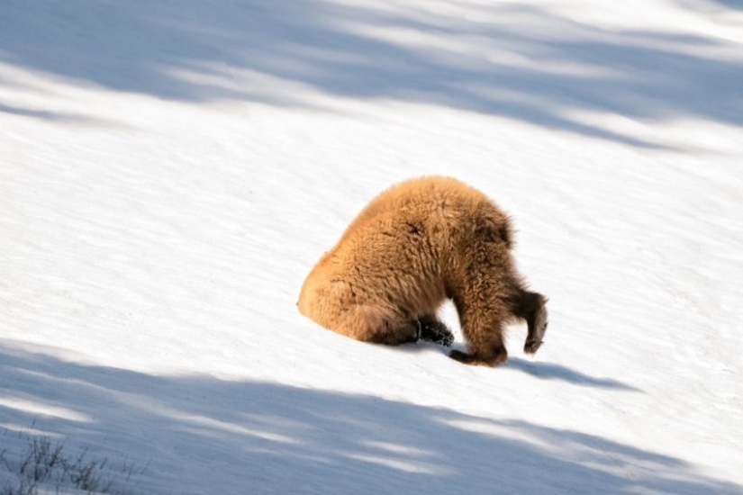 Lo más divertido de los Comedy Wildlife Photography Awards 2018