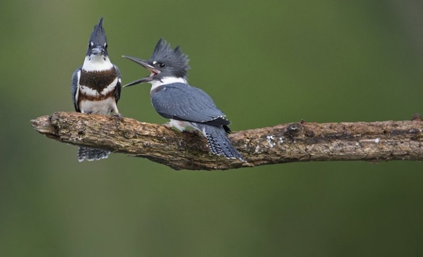 Lo más divertido de los Comedy Wildlife Photography Awards 2018