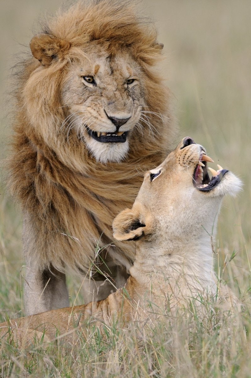 Lo más divertido de los Comedy Wildlife Photography Awards 2018