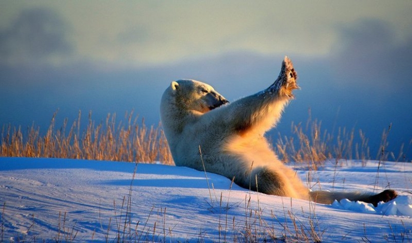 Lo más divertido de los Comedy Wildlife Photography Awards 2018