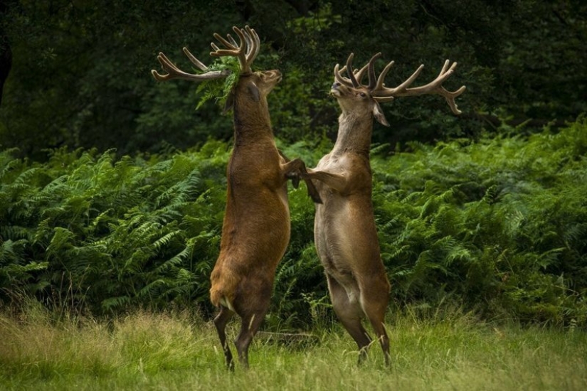 Lo más divertido de los Comedy Wildlife Photography Awards 2018