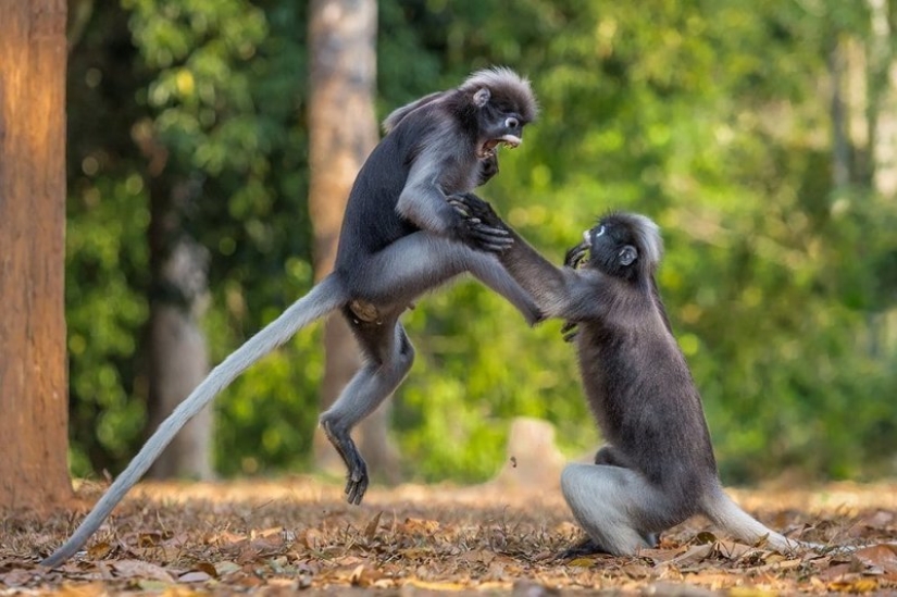 Lo más divertido de los Comedy Wildlife Photography Awards 2018