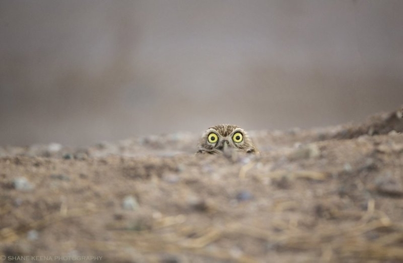 Lo más divertido de los Comedy Wildlife Photography Awards 2018