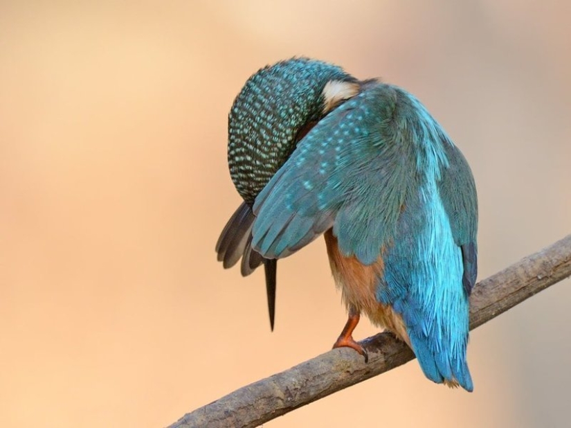 Lo más divertido de los Comedy Wildlife Photography Awards 2018