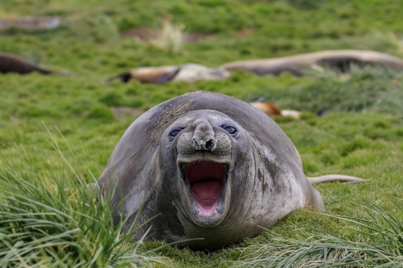 Lo más divertido de los Comedy Wildlife Photography Awards 2018