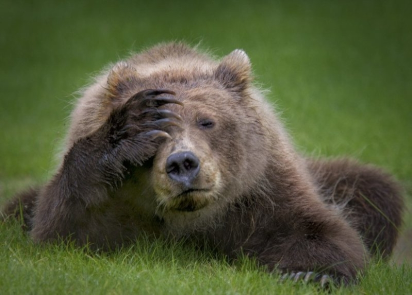 Lo más divertido de los Comedy Wildlife Photography Awards 2018