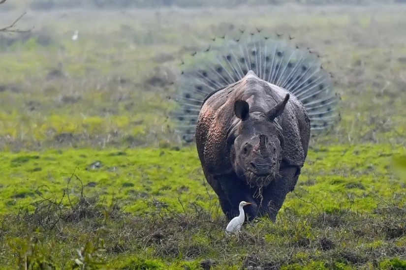 Lo más divertido de los Comedy Wildlife Photography Awards 2018