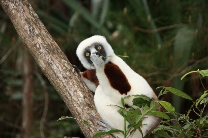 Lo más divertido de los Comedy Wildlife Photography Awards 2018