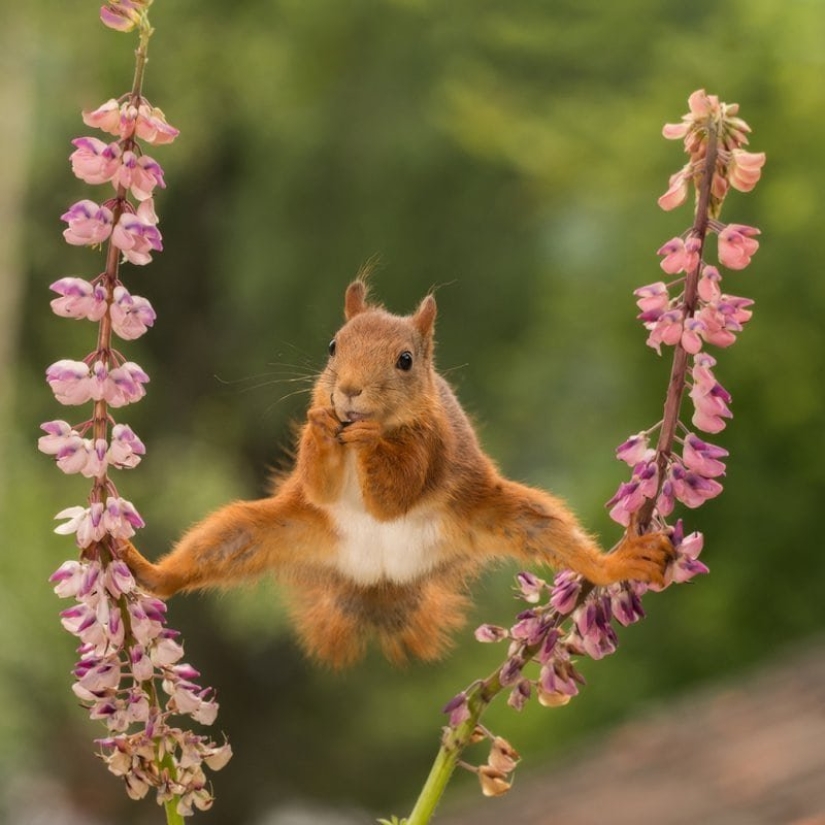 Lo más divertido de los Comedy Wildlife Photography Awards 2018