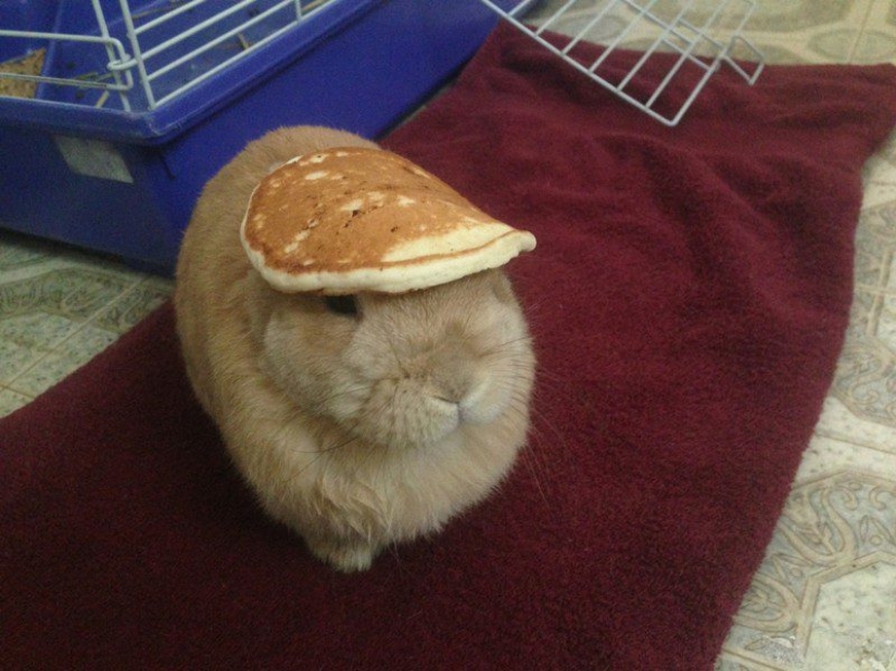 Look at you, Maslenitsa! Well, let's go jokes about pancakes