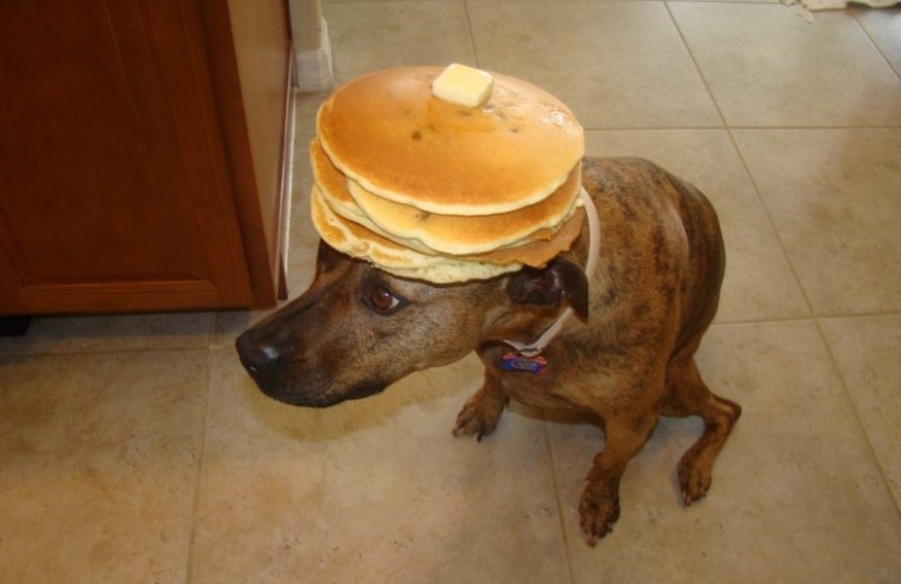 Look at you, Maslenitsa! Well, let's go jokes about pancakes