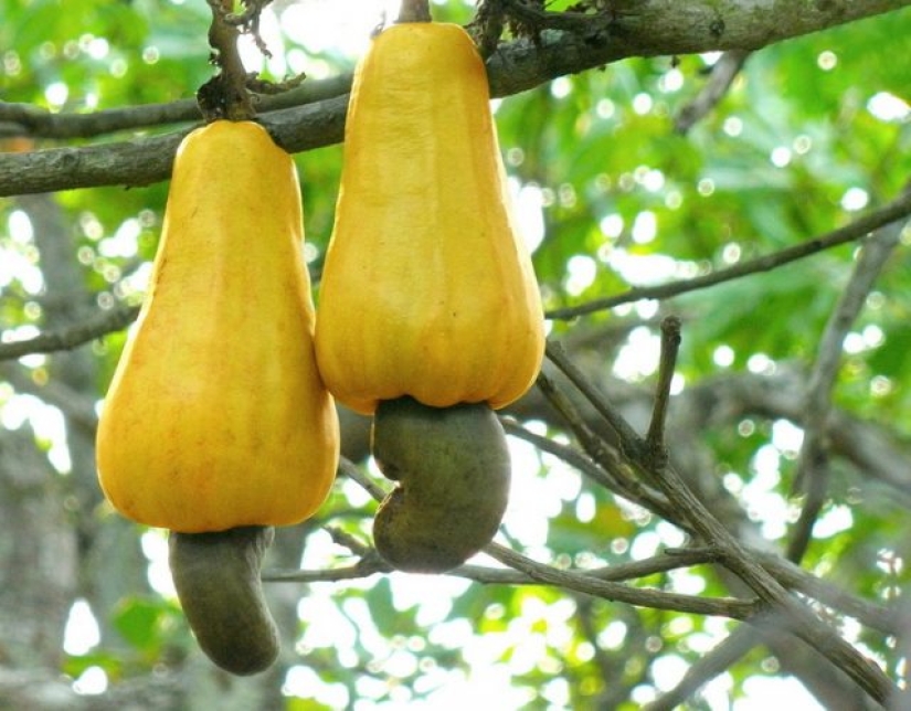 Los 10 alimentos más mortales que se deben evitar