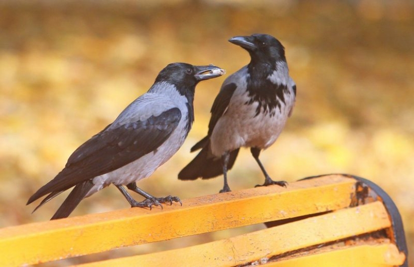 Los 10 animales más inteligentes Los 10 animales más inteligentes