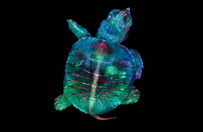 Los 20 mejores trabajos del Concurso de Microfotografía Nikon Small World 2019