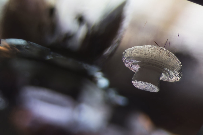 Los 20 mejores trabajos del Concurso de Microfotografía Nikon Small World 2019