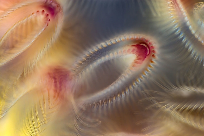 Los 20 mejores trabajos del Concurso de Microfotografía Nikon Small World 2019