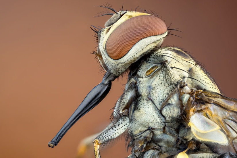 Los 20 mejores trabajos del Concurso de Microfotografía Nikon Small World 2019