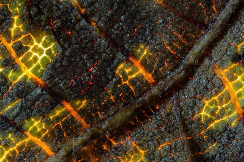 Los 20 mejores trabajos del Concurso de Microfotografía Nikon Small World 2019