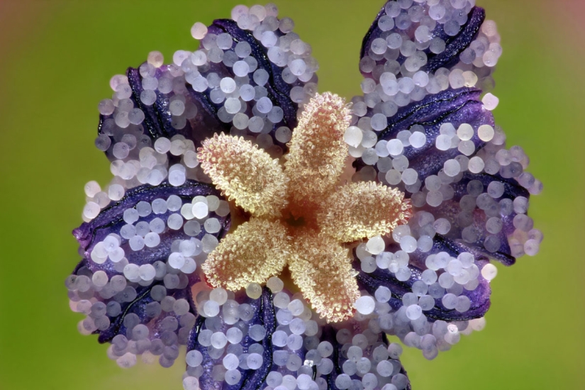 Los 20 mejores trabajos del Concurso de Microfotografía Nikon Small World 2019