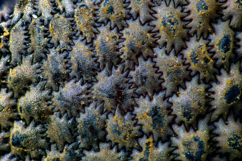 Los 20 mejores trabajos del Concurso de Microfotografía Nikon Small World 2019