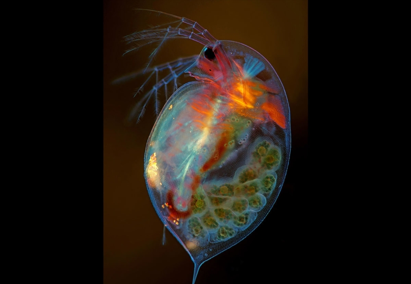 Los 20 mejores trabajos del Concurso de Microfotografía Nikon Small World 2019