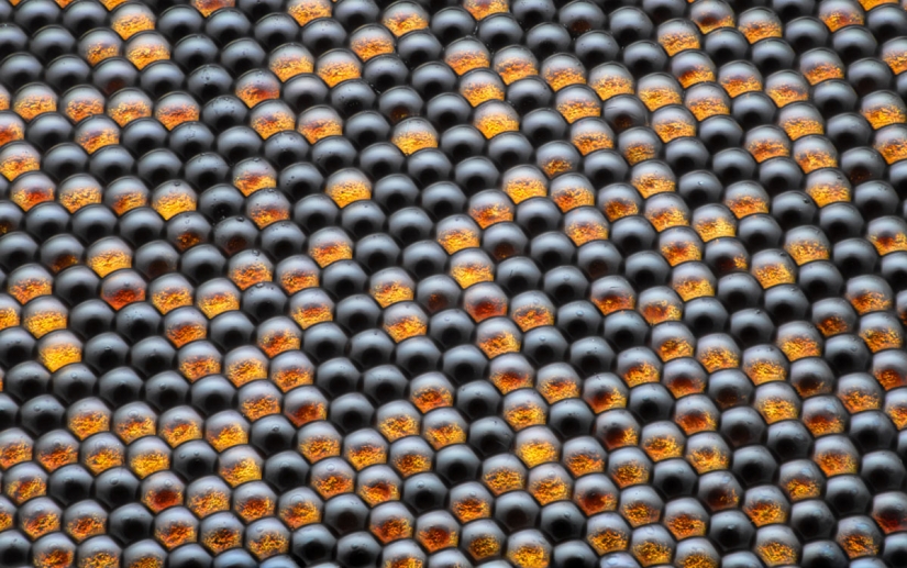 Los 20 mejores trabajos del Concurso de Microfotografía Nikon Small World 2019