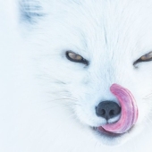 los 25 mejores trabajos del concurso de fotografía Siena Photo Awards 2018