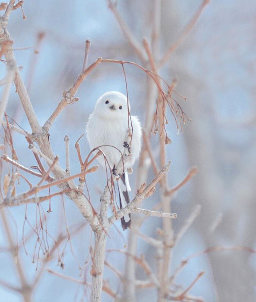 Los 7 Animales Más Lindos de la Isla de Hokkaido Los 7 Animales Más Lindos de la Isla de Hokkaido