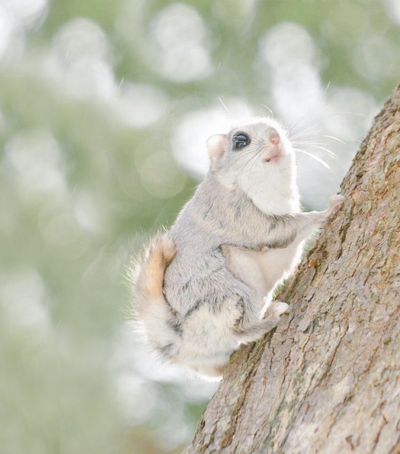 Los 7 Animales Más Lindos de la Isla de Hokkaido Los 7 Animales Más Lindos de la Isla de Hokkaido