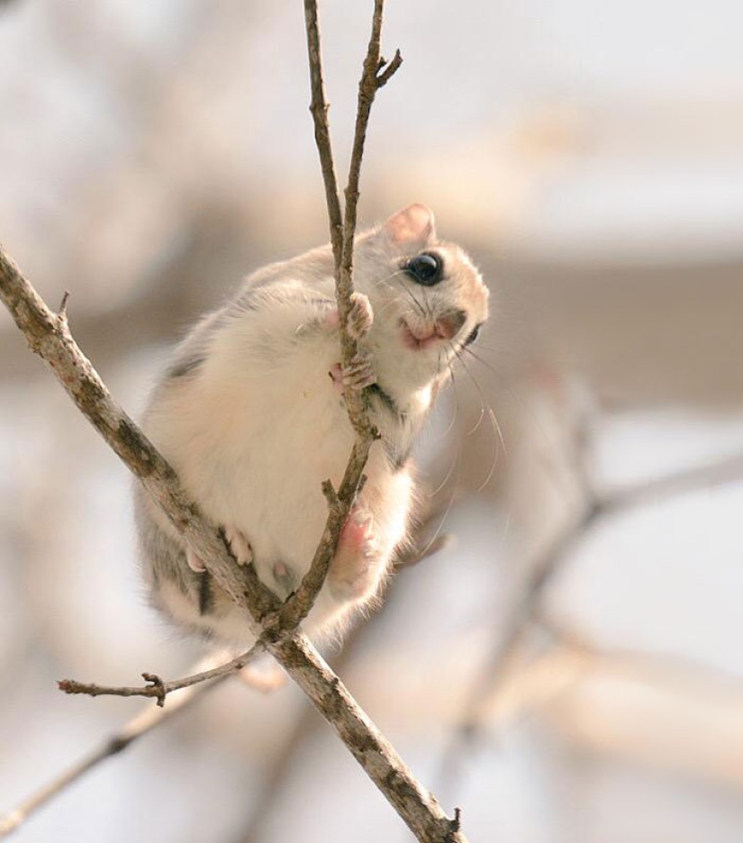 Los 7 Animales Más Lindos de la Isla de Hokkaido Los 7 Animales Más Lindos de la Isla de Hokkaido