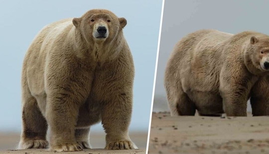 Los Aleutianos alimentaron a un oso polar apodado"Fat Albert"