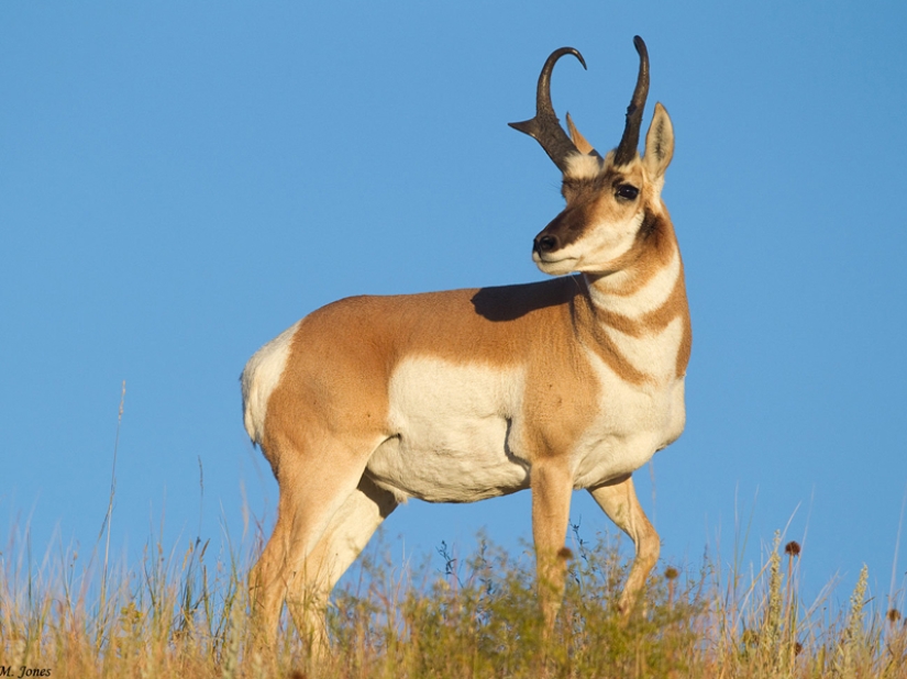 Los animales más rápidos de la tierra, en el agua y en el aire. Los animales más rápidos de la tierra, en el agua y en el aire.