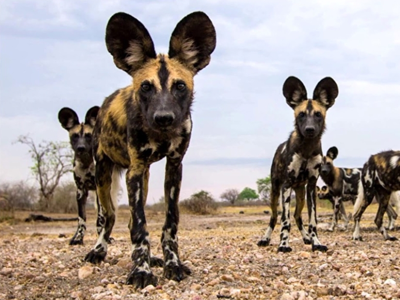 Los animales más rápidos de la tierra, en el agua y en el aire. Los animales más rápidos de la tierra, en el agua y en el aire.