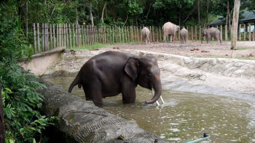 Los ataques de animales más famosos a humanos