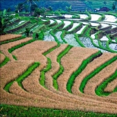 Los campos de arroz de bali