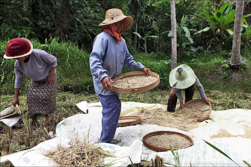 Los campos de arroz de bali