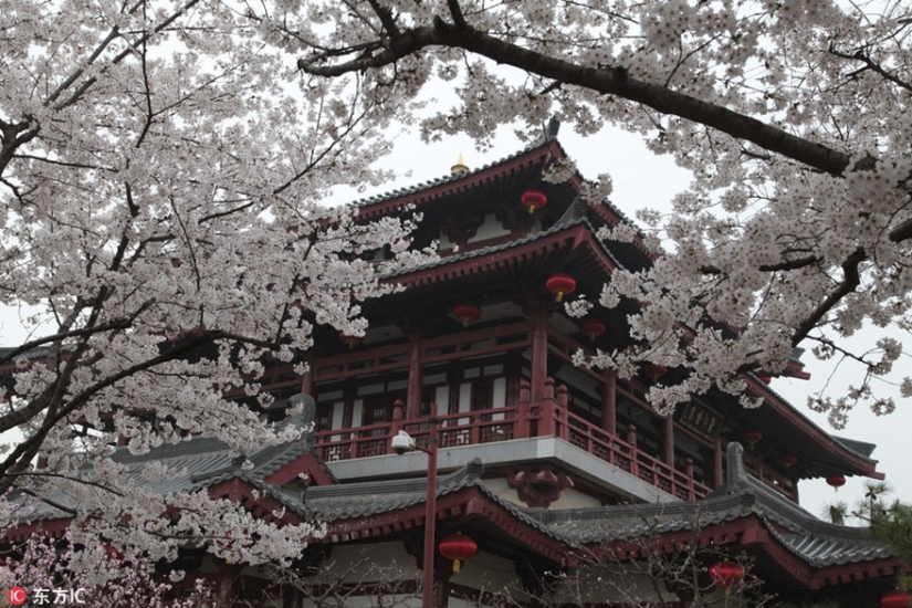 Los cerezos en flor han florecido en China, y es extrañamente hermoso