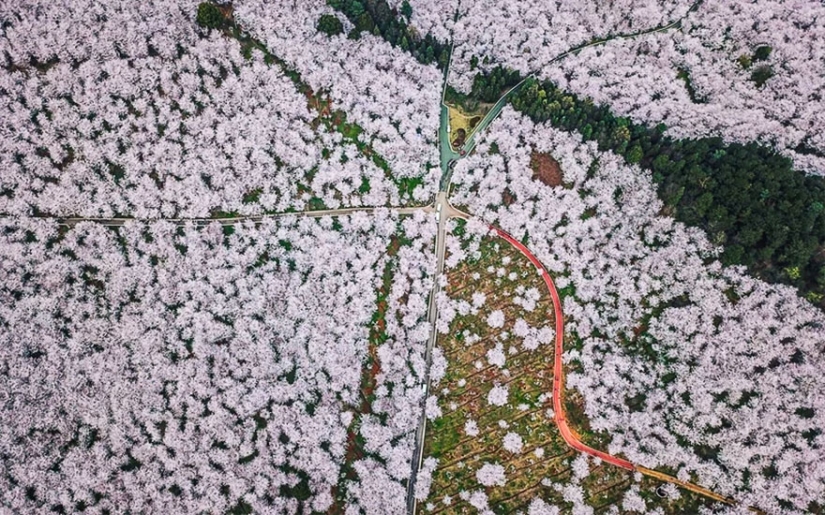 Los cerezos en flor han florecido en China, y es extrañamente hermoso