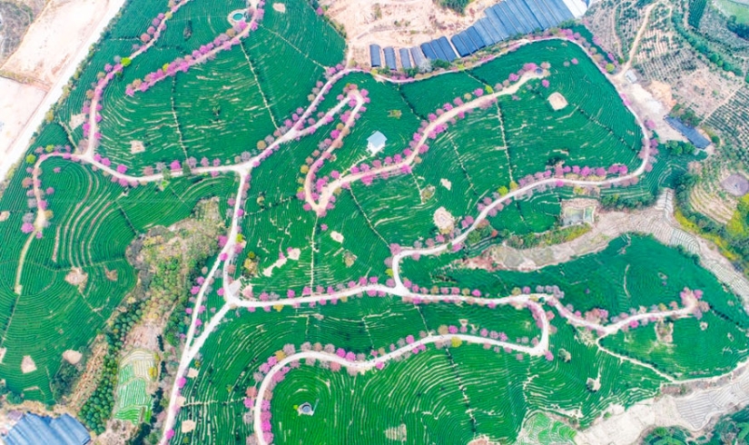 Los cerezos en flor han florecido en China, y es extrañamente hermoso