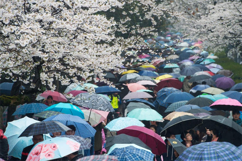 Los cerezos en flor han florecido en China, y es extrañamente hermoso
